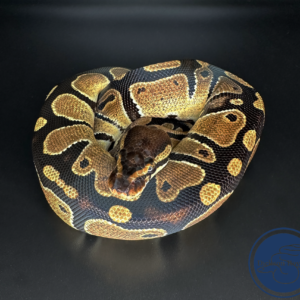 Female Normal 100% Het Pied