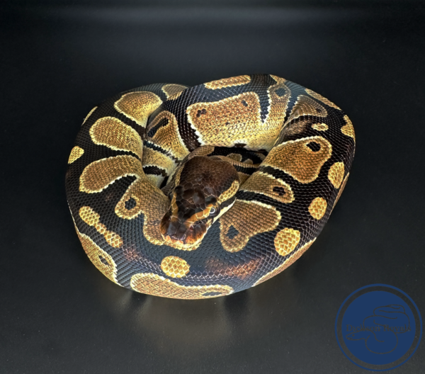 Female Normal 100% Het Pied