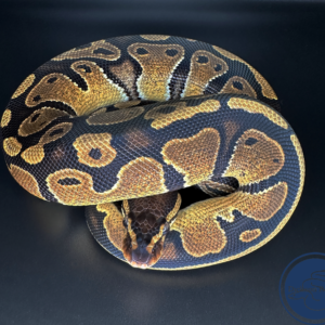 Female Normal 100% Het Pied