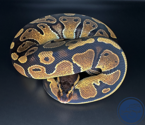 Female Normal 100% Het Pied