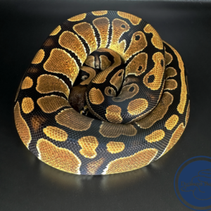 Female Normal 100% Het Pied